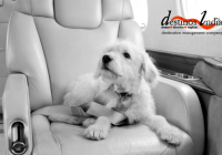 Travelling With Pets By Air In India