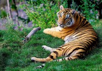 Sariska Tiger Reserve – Famous Tiger Reserve in Rajasthan
