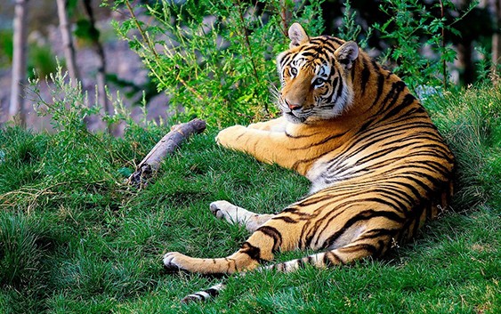 Sariska Tiger Reserve – Famous Tiger Reserve in Rajasthan